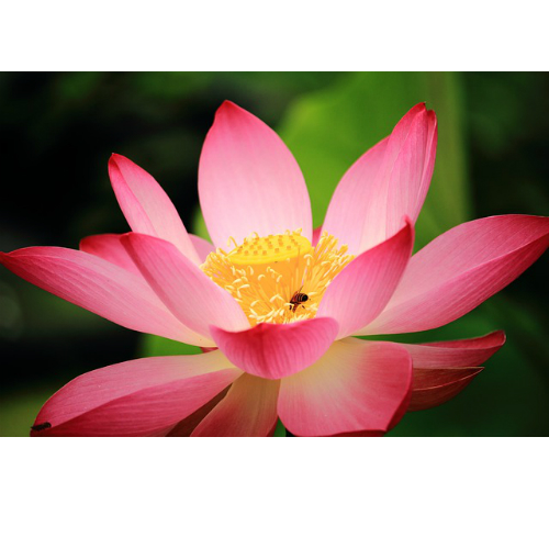 パパラチャサファイアは本当に蓮の花の色 パパラチャサファイアは本当に蓮の花の色